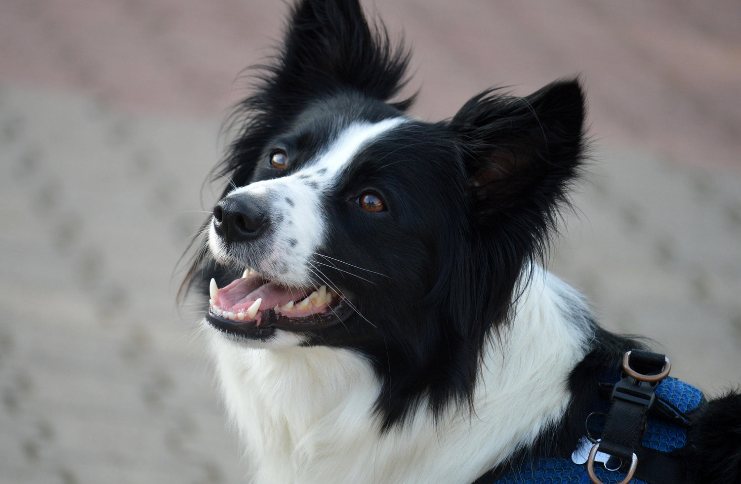calm canine relief anxiety stress dogs 