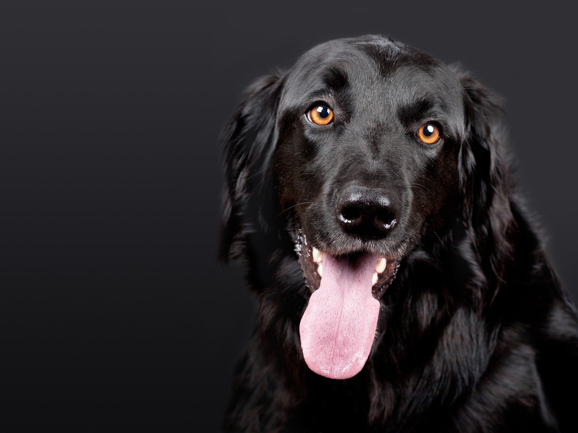calm canine dog stressed long tongue anxiety fireworks