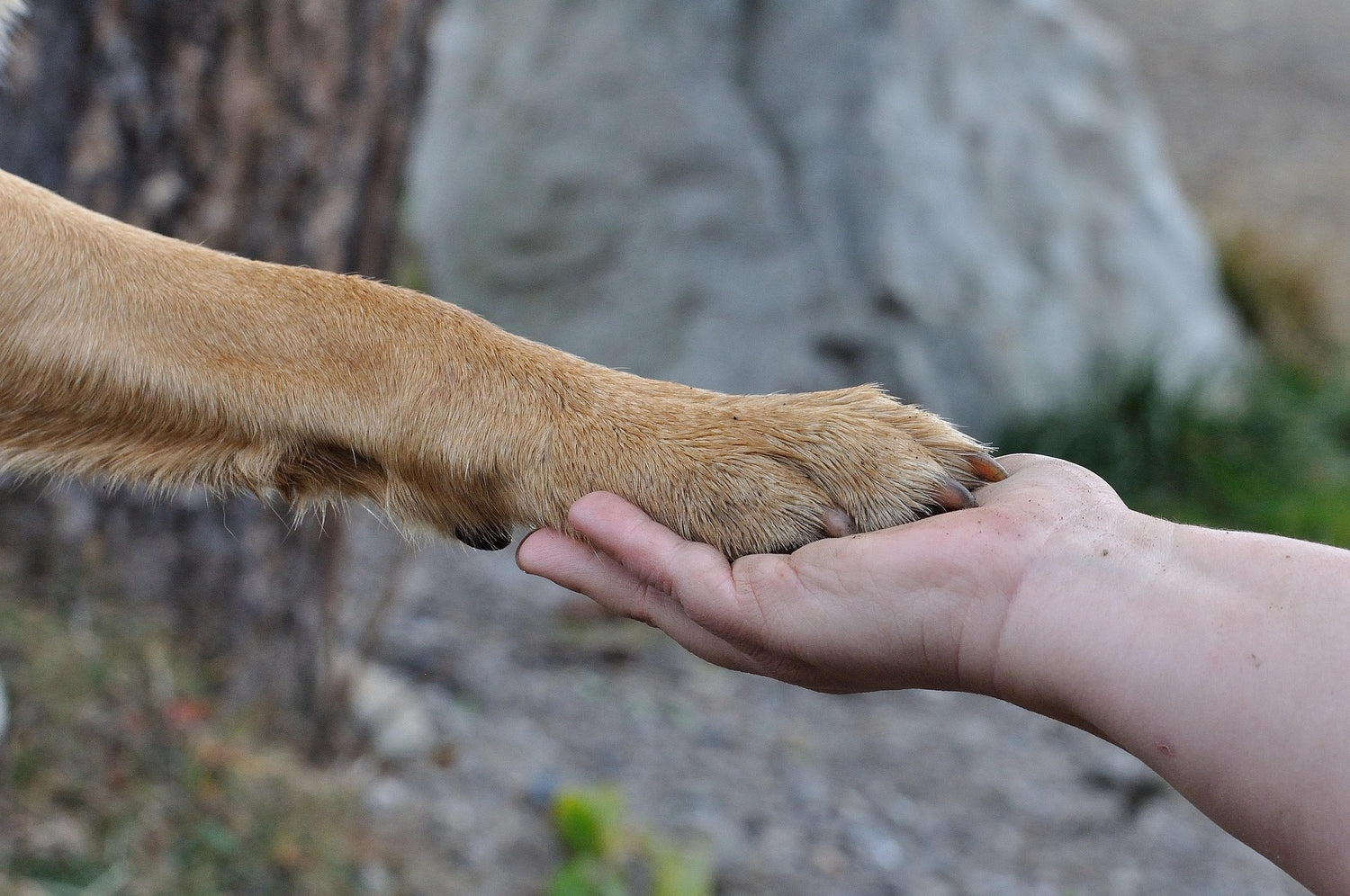 calm canine stress relief for dogs building trust and safety