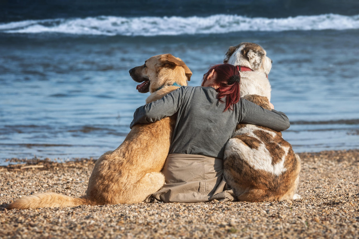 calm canine dogs trust fireworks fear relief